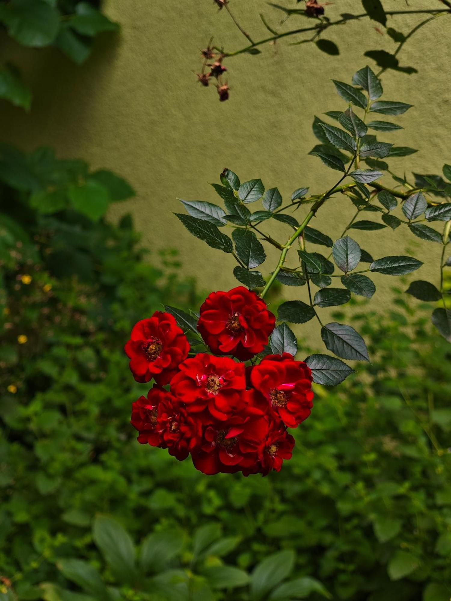 Vintage Room With Garden View Pressburg Exterior foto